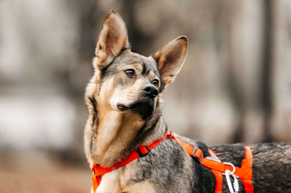 Собаки в Москве: Харизматичная Булка ищет дом Девочка, Бесплатно - фото 9