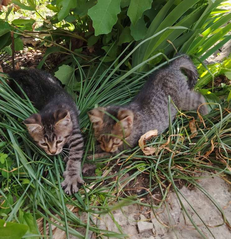 Кошки в Ростове-на-Дону: Полосатый парень ищет дом, где ему будут рады Мальчик, Бесплатно - фото 2