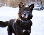 Собаки в Москве: Гаспар, 3 года. Ласковый, послушный пёс в муниципальном приюте. Мальчик, Бесплатно - фото 4