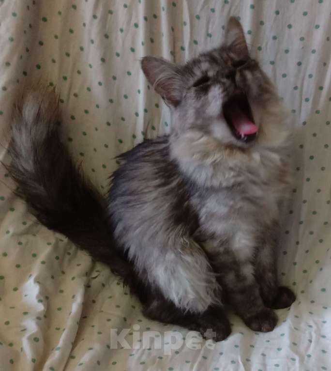 Кошки в Москве: Сибирская кошечка редкого окраса голубое серебро Девочка, Бесплатно - фото 5