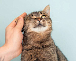 Кошки в Москве: Крупная британская кошка Муза в добрые руки Девочка, 1 руб. - фото 3