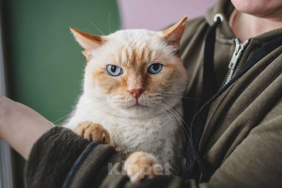 Кошки в Москве: Взрослый ласковый котик Октавиан ищет дом Мальчик, Бесплатно - фото 2