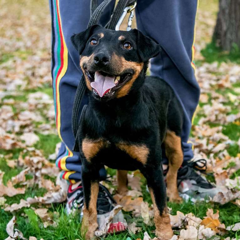 Собаки в Москве: Кекс, ягдтерьер Мальчик, Бесплатно - фото 2