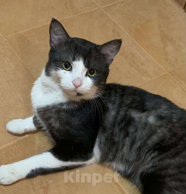 Кошки в Новосибирске: Отдам кота в добрые руки, был найден в конце марта Мальчик, Бесплатно - фото 1