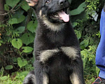 Собаки в Новосибирске: Великолепный щенок немецкой овчарки Девочка, Бесплатно - фото 1