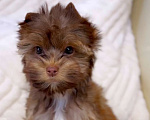 Собаки в Москве: Мини мальчик Цветной Йорк Мальчик, 60 000 руб. - фото 1