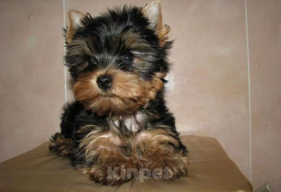 Собаки в Новокуйбышевске: Щенки йорочки, 1 руб. - фото 4