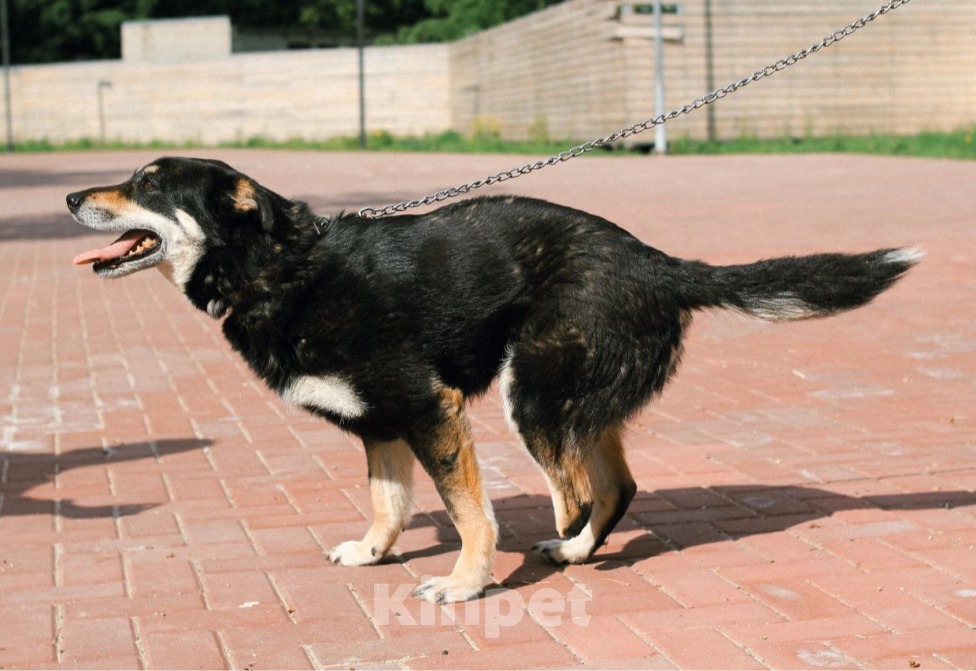 Собаки в Рязани: Никки - спокойная особенная собачка Девочка, Бесплатно - фото 3