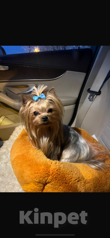 Собаки в других городах Московской области: Благодарим за помощь , найдена , жива  Девочка, 20 000 руб. - фото 1