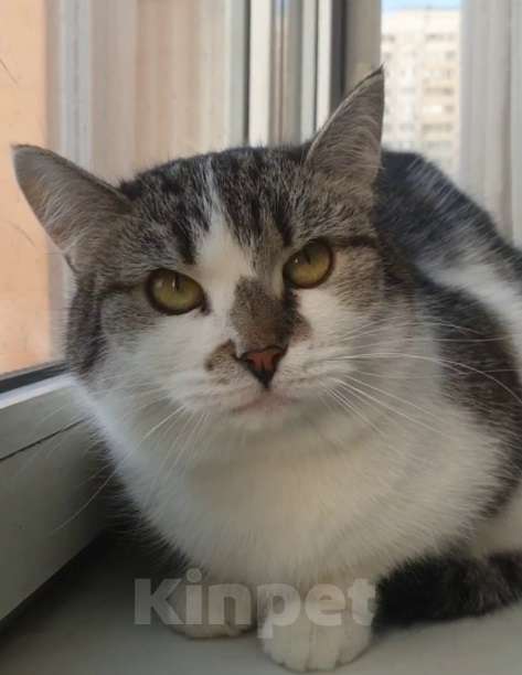 Кошки в Москве: Мэри — кошка с большим сердцем Девочка, Бесплатно - фото 2