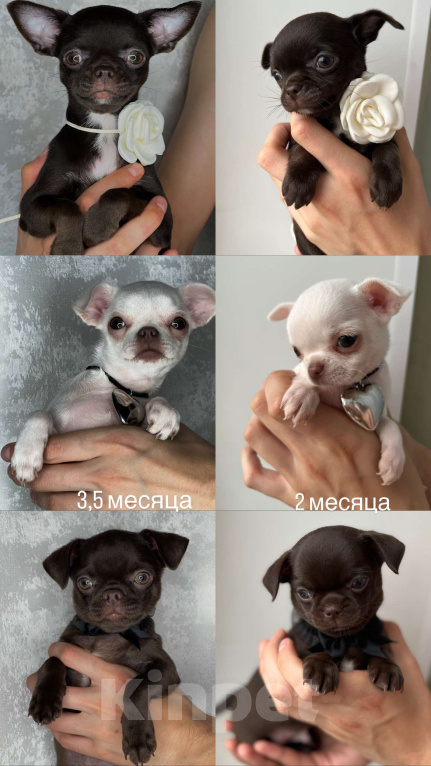 Собаки в Казани: Чихуахуа щенки коричневый симпатяга  Мальчик, 35 000 руб. - фото 2
