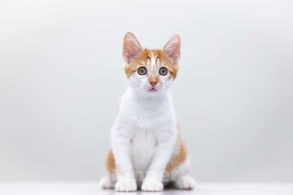 Кошки в Москве: Малыш Бернар ищет семью Мальчик, Бесплатно - фото 4