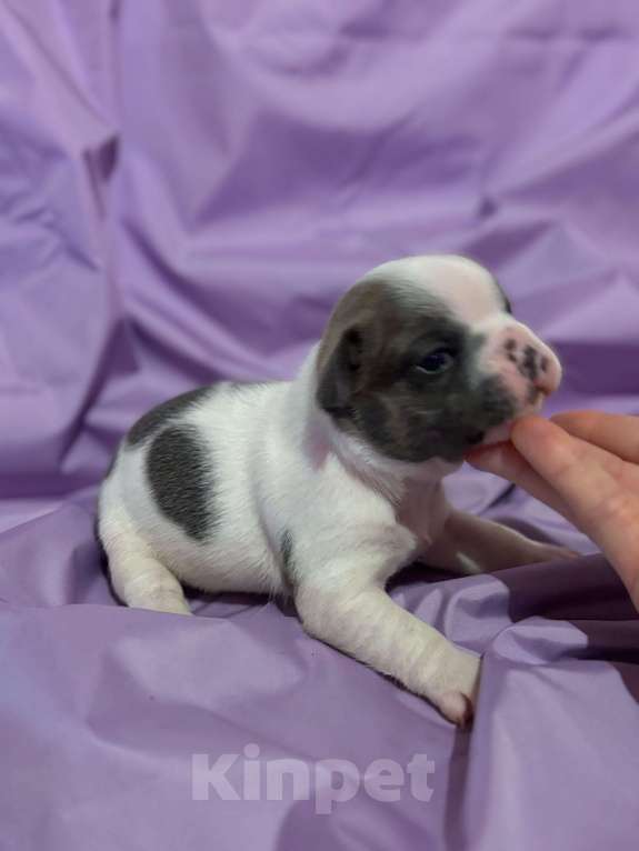 Собаки в Хабаровске: Щенки французского бульдога Мальчик, 40 000 руб. - фото 2