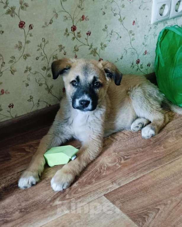 Собаки в Москве: Маленькое счастье - щенок Тишка ищет дом! Девочка, Бесплатно - фото 4