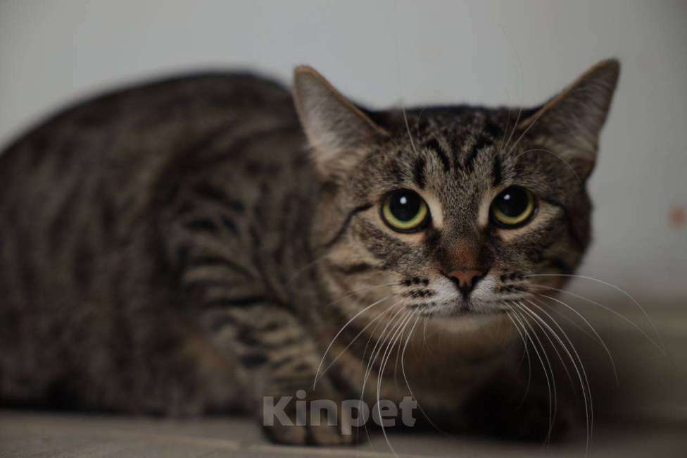 Кошки в Балашихе: Долорес Девочка, Бесплатно - фото 2