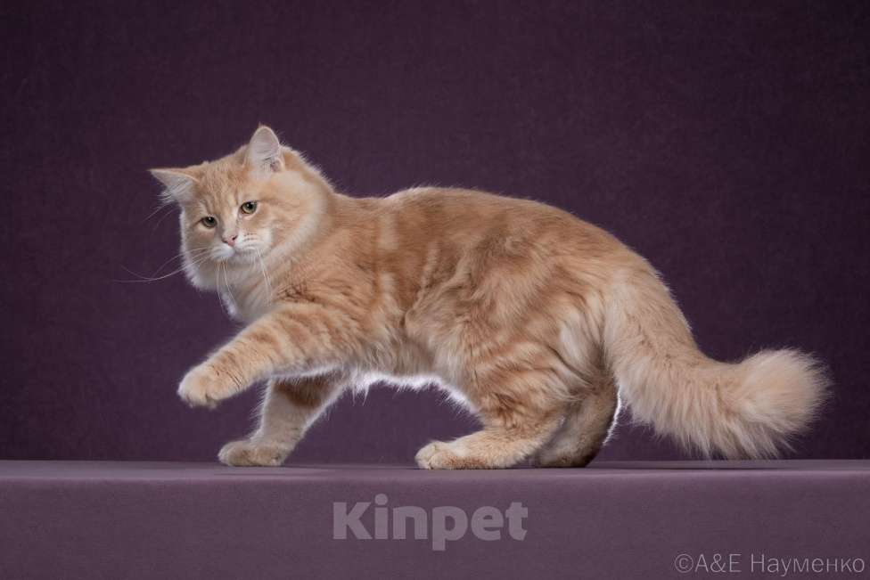 Кошки в Химках: Сибирский котик Нильс  ищет новый дом. Мальчик, 80 000 руб. - фото 2