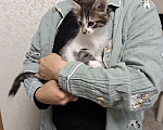 Кошки в Химках: Котенок мальчик Мальчик, Бесплатно - фото 4