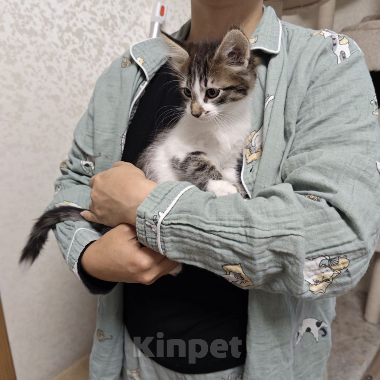 Кошки в Химках: Котенок мальчик Мальчик, Бесплатно - фото 4