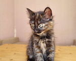 Кошки в Краснодаре: Кошечка черепаховый окрас Девочка, Бесплатно - фото 4