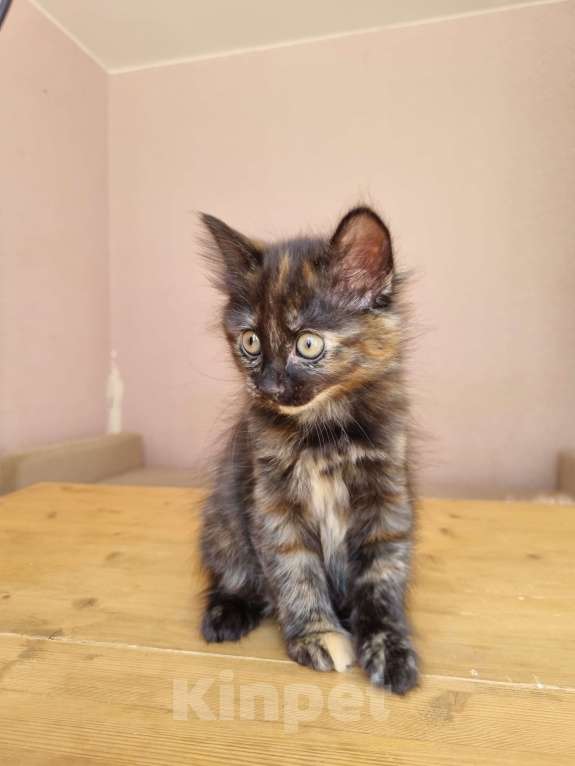 Кошки в Краснодаре: Кошечка черепаховый окрас Девочка, Бесплатно - фото 4