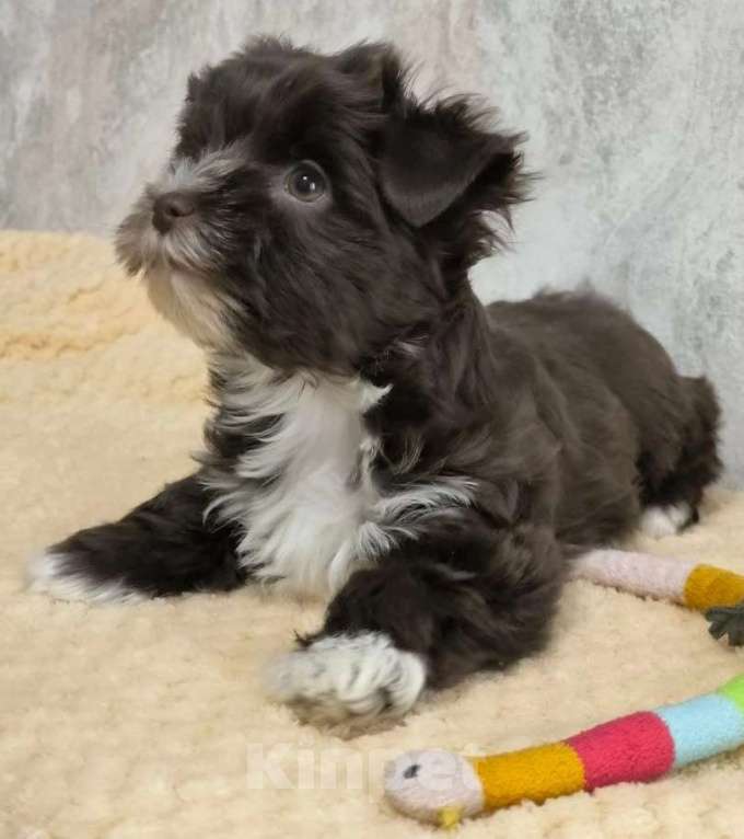 Собаки в Москве: Цветной йорк,  девочка Девочка, 60 000 руб. - фото 1