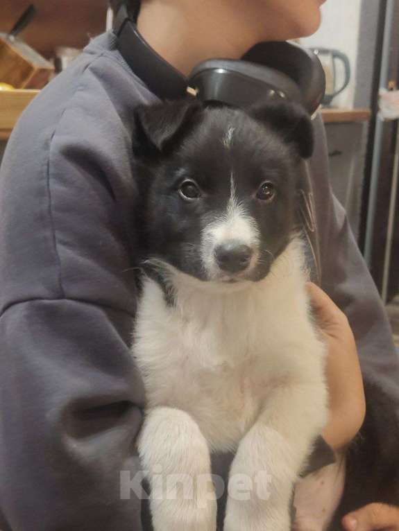 Собаки в других городах Ленинградской области: продам бордер колли Девочка, Бесплатно - фото 3