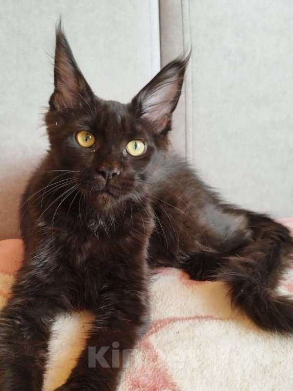 Кошки в Чите: Продается котенок мейнкун Девочка, 30 000 руб. - фото 1