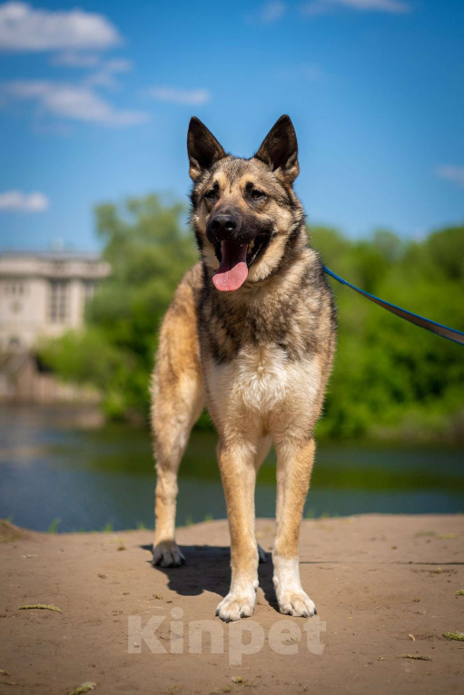 Собаки в Москве: Веселый Тим ищет дом!  Мальчик, Бесплатно - фото 2