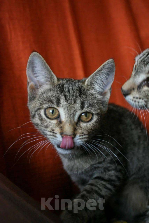 Кошки в Москве: Сладкая Карамелька ищет дом Девочка, Бесплатно - фото 6