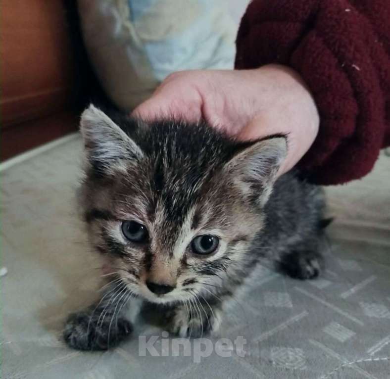 Кошки в Мур: девочка Девочка, 1 руб. - фото 1