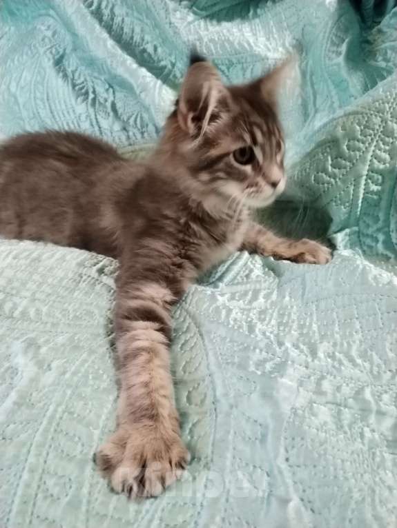 Кошки в Петрозаводске: Котята мейн-кун  Девочка, Бесплатно - фото 2