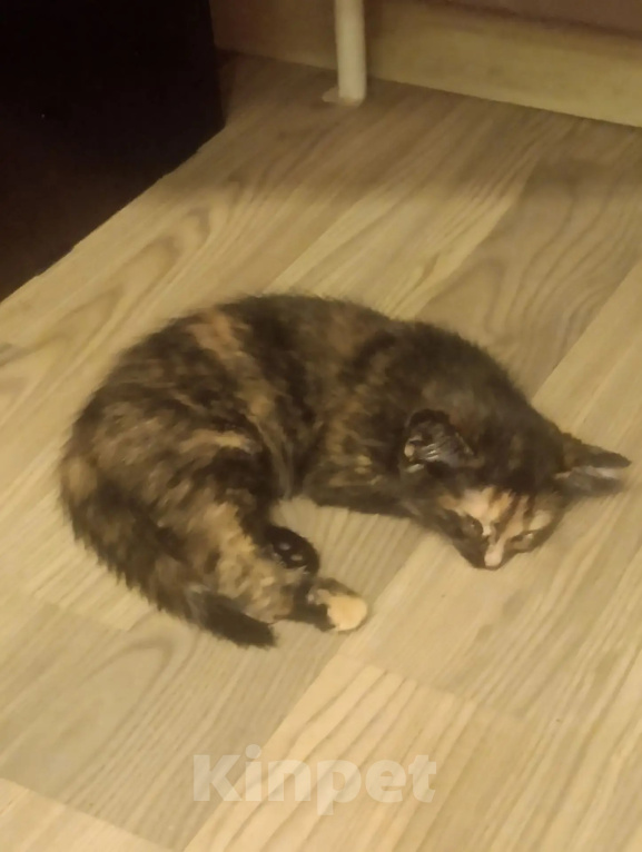 Кошки в Москве: Котенок в добрые руки Девочка, Бесплатно - фото 5