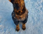 Собаки в Пушкино: Рони щенок 5 месяцев бесплатно Мальчик, 1 руб. - фото 1