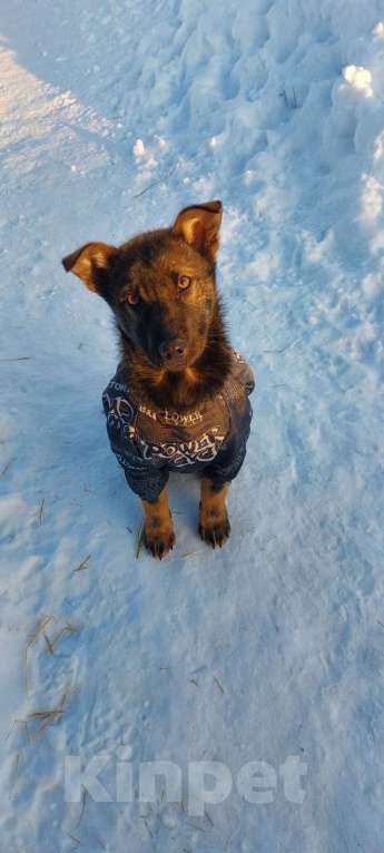 Собаки в Пушкино: Рони щенок 5 месяцев бесплатно Мальчик, 1 руб. - фото 1