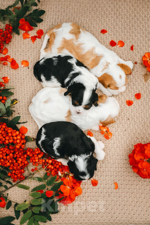 Собаки в Санкт-Петербурге: Питомник Астра Беллатрикс (Astra Bellatrix)представляет помёт Девочка, 150 000 руб. - фото 5