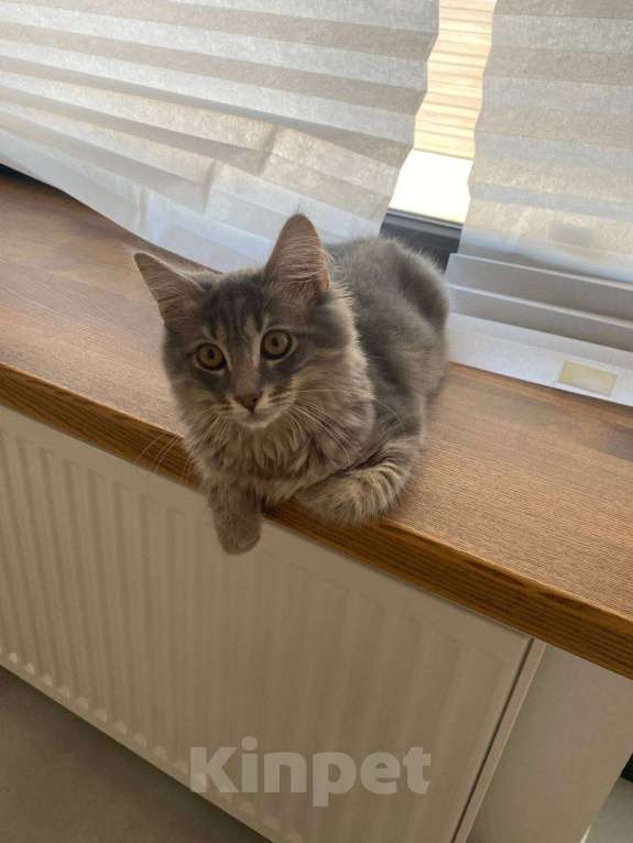 Кошки в Ростове-на-Дону: Отдам метиса мейн-куна в добрые руки  Мальчик, Бесплатно - фото 3