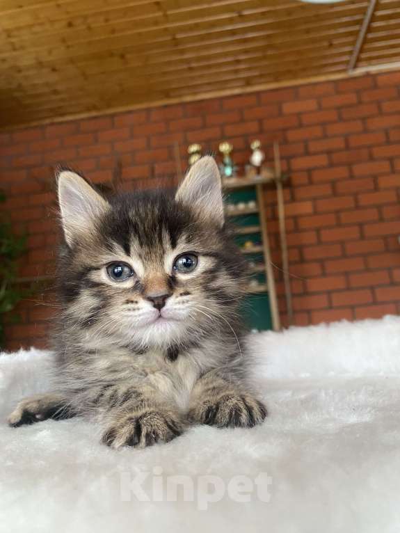 Кошки в Москве: Курильский бобтейл девочка Девочка, 40 000 руб. - фото 2