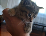 Кошки в других городах Башкортостана: котята в добрые руки Мальчик, Бесплатно - фото 1