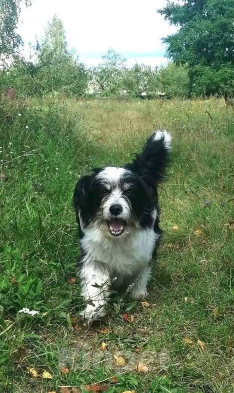 Собаки в Брянске: Пес Тошка ищет дом! Мальчик, Бесплатно - фото 3