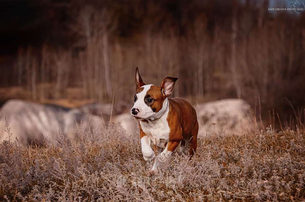 Собаки в Москве: Красивый парень амстаффа  Мальчик, 70 000 руб. - фото 2