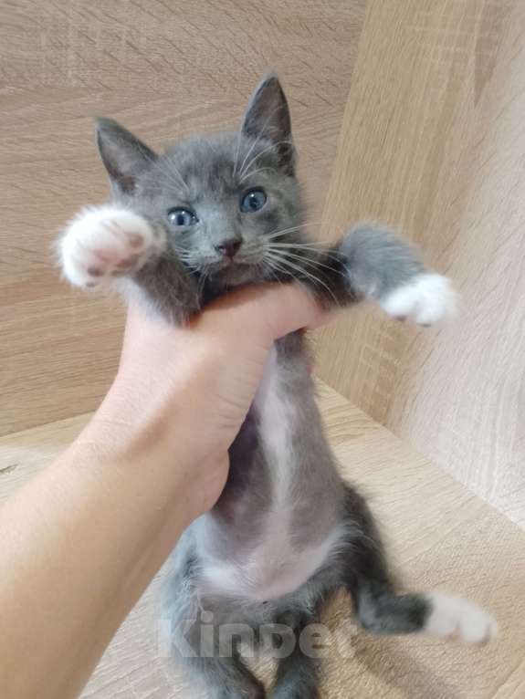 Кошки в Ростове-на-Дону: Синеглазка от кошки крысолова Девочка, 1 руб. - фото 3