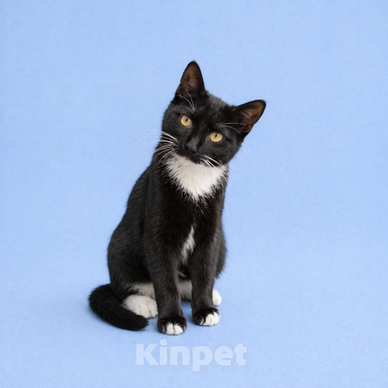 Кошки в Москве: Крошику нужен дом Мальчик, Бесплатно - фото 1