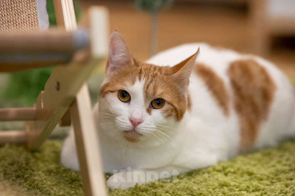 Кошки в Москве: котенок Злата в добрые руки Девочка, Бесплатно - фото 5