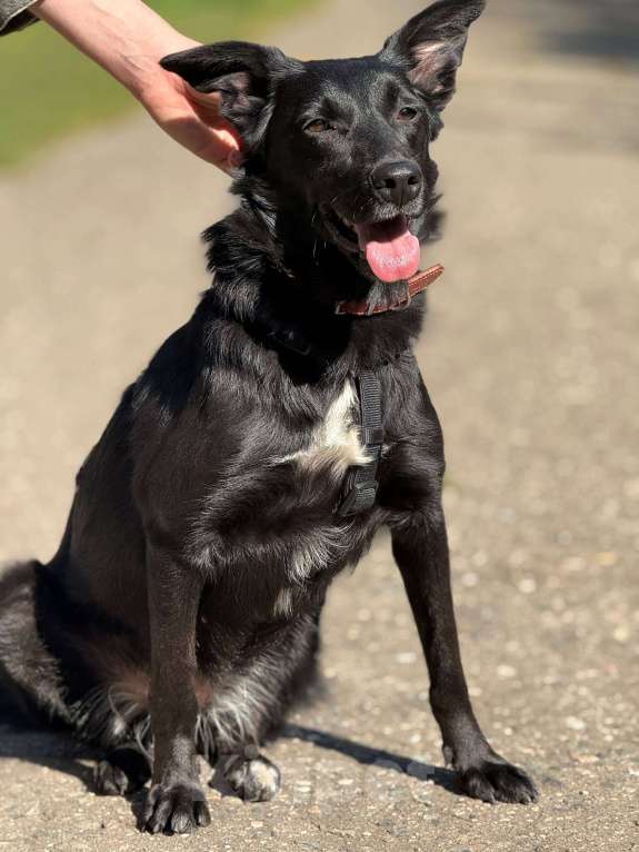 Собаки в Москве: Малышка Мята в добрые руки Девочка, Бесплатно - фото 9