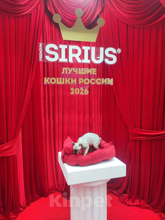 Кошки в Москве: Ищем кота породы Эльф для вязки Девочка, Бесплатно - фото 5