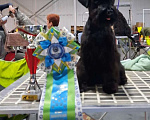 Собаки в Владивостоке: Цвергшнауцер черного окраса Мальчик, 50 000 руб. - фото 3