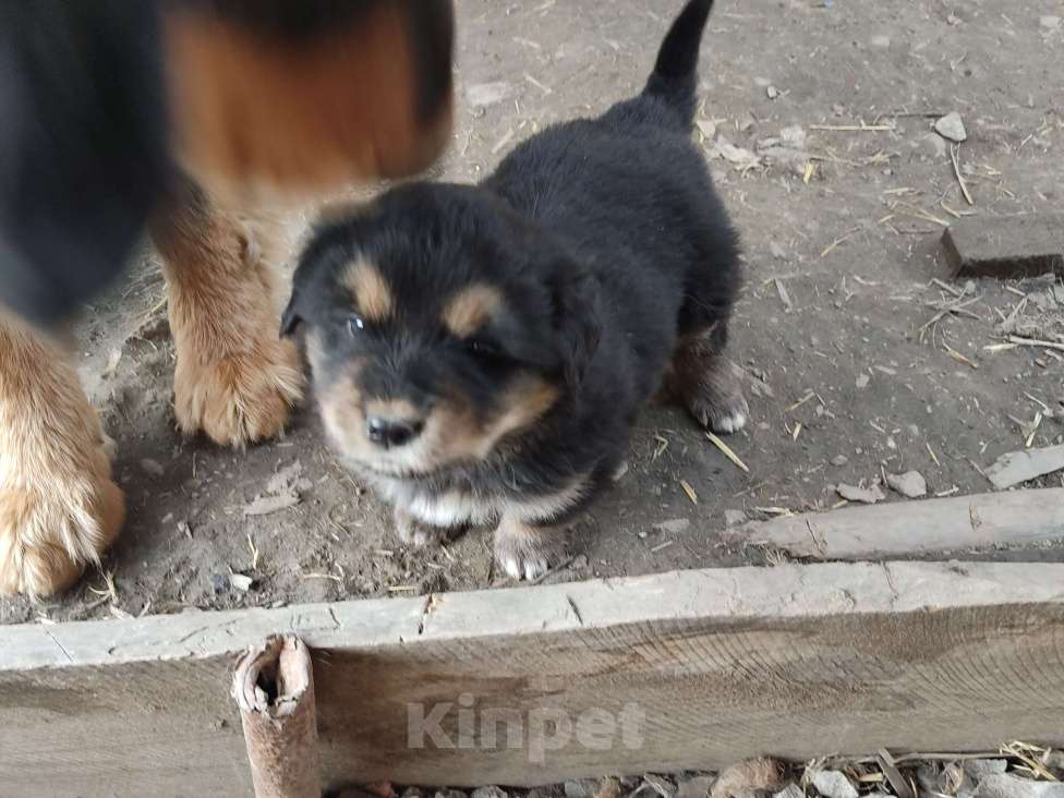 Собаки в Артемовском: Продаются банхарчики Мальчик, 10 000 руб. - фото 3
