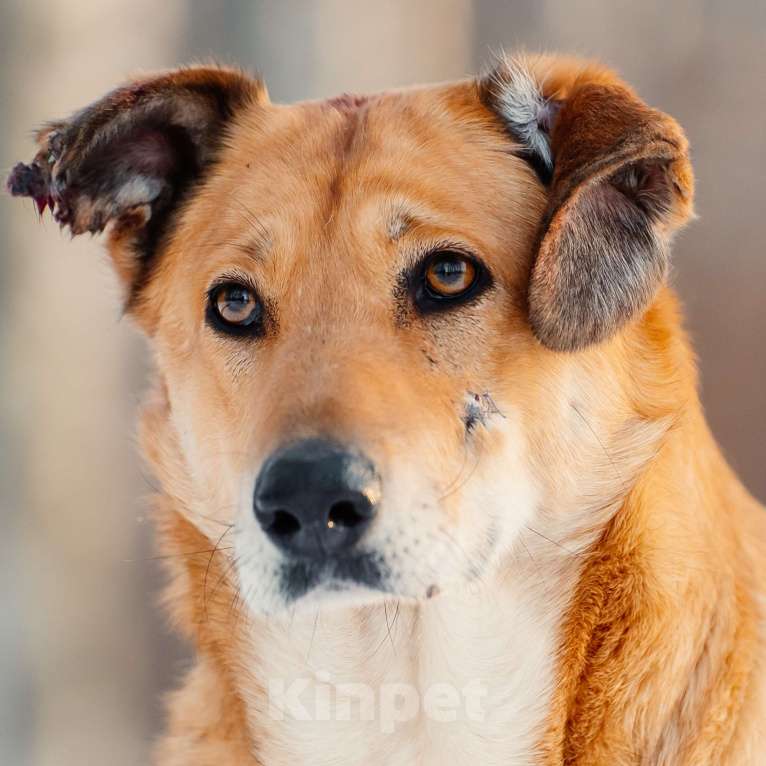 Собаки в Москве: Вивьен Девочка, Бесплатно - фото 2