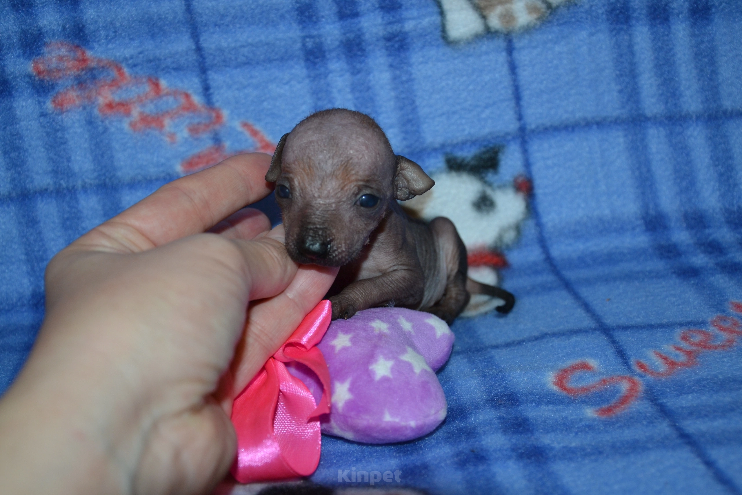 Собаки в Москве: Щенки ксолоитцкуинтли мини Мальчик, 35 000 руб. - фото 3