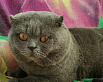 Кошки в Партизанске: Вязка, 1 000 руб. - фото 2